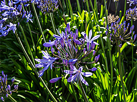 PGAPP下载种植基地一