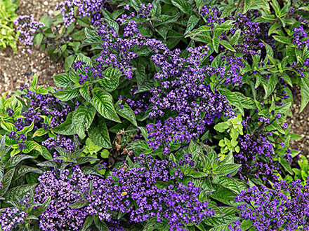 PGAPP下载种植基地六