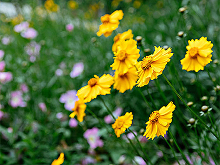 PGAPP下载种植基地三