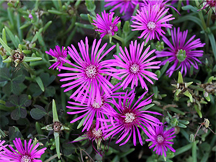 PGAPP下载产品展示六